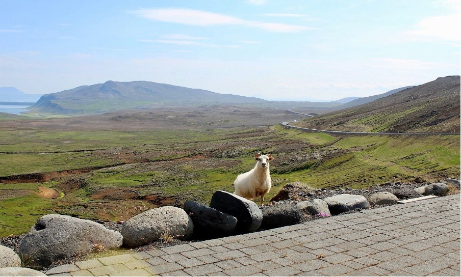 Icelandic sheep saying good day, sir! Photo by John Lloyd.