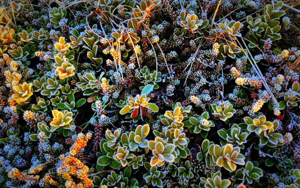 Colorful vegetation in Iceland.Photo by Einar H. Reynis.