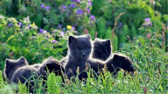 Artic fox cubs in the Hornstrandir Nature Reserve.