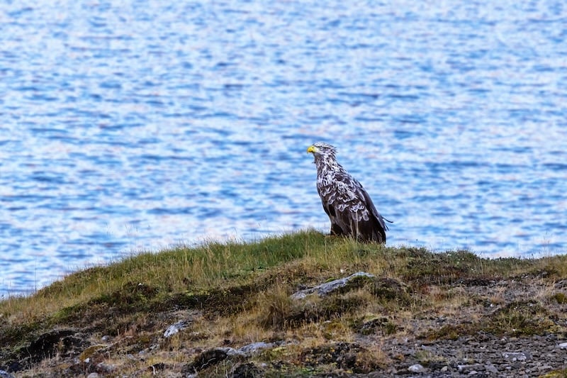 White-tailed eagle, haliaeetus albicilla, perched at the edge of a fjord, Snaefellnes Peninsula, Iceland. Photo by Jane Rix on Shutterstock.
