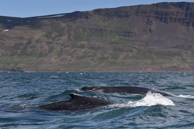 Whales love to hang out in the fjord of Eyjafjordur, near the town of Akureyri.