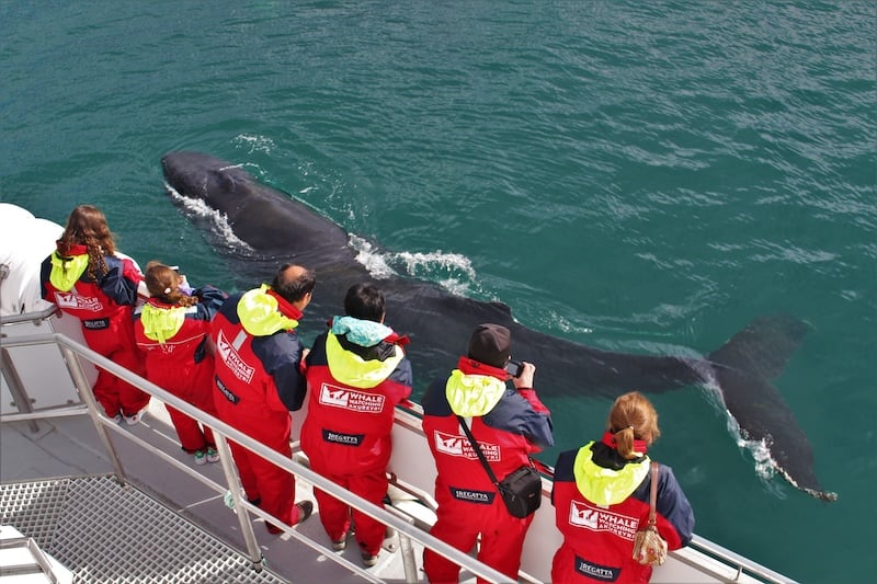 I can't imagine getting closer to a whale than this—a scene from an Akureyri Whale-Watching tour.