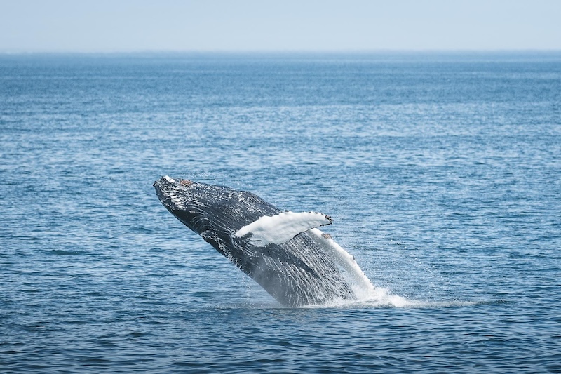 Go whale watching with North Sailing at Árskógssandur, Iceland, where humpback whales like to hang out.