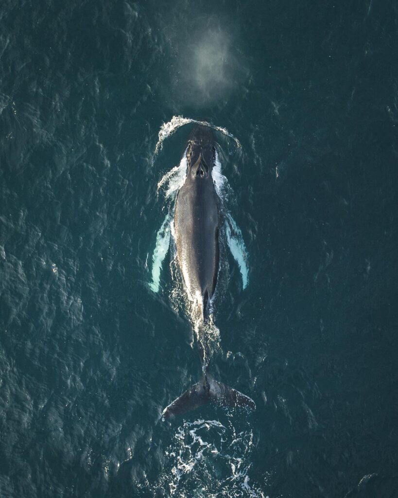 A humpback whale in Eyjafjörður, Iceland. Photo by Ales Mucha