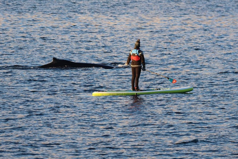 Sara Sigmundsdottir is the CEO of Whales of Iceland. Here she is greeting a friend in the still waters of Eyjafjordur Fjord.