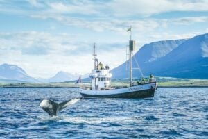 North sailing whale watching - 10% or 15% off-image