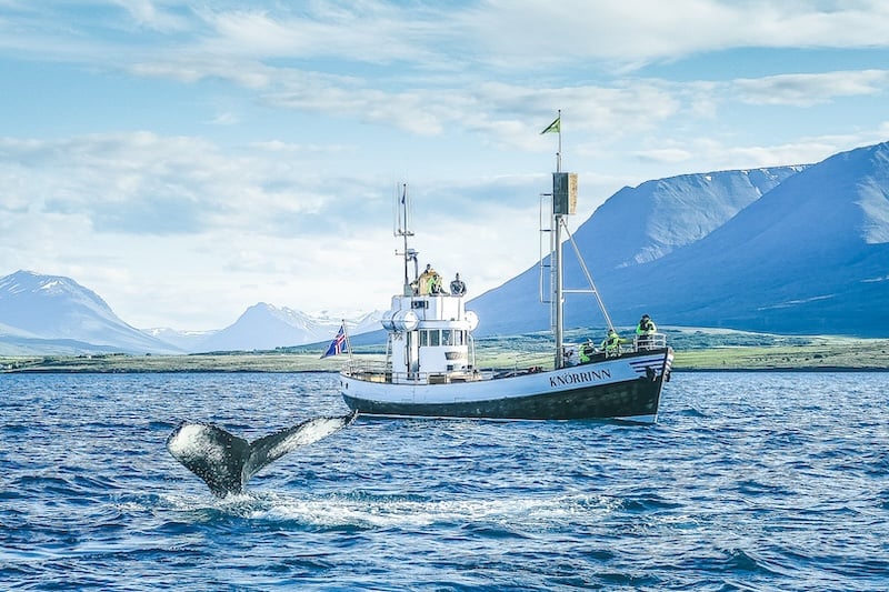 Go whale watching in Árskógssandur on traditional wooden boats.