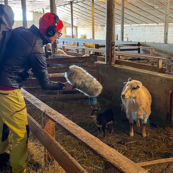 Kaśka Paluch recording Icelandic farm sounds inside a barn with sheep and lambs. Part of her Noise From Iceland project documenting rural Icelandic soundscapes.