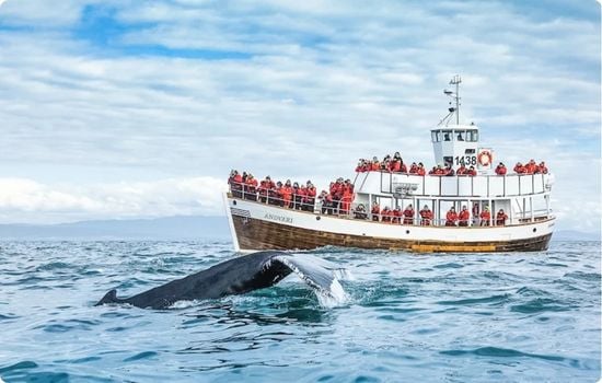 A whale surfacing near a boat operated by North Sailing in Skjálfandi Bay, with passengers watching during a whale watching tour from Húsavík in North Iceland.