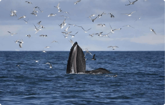 A whale surfaces with its mouth open among a flock of seabirds during a whale-watching encounter off the coast of Iceland.