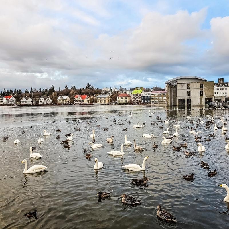 Swans, ducks, and geese swimming on Tjörnin pond in central Reykjavík with colourful houses and Reykjavík City Hall in the background — a popular free family activity in Iceland.