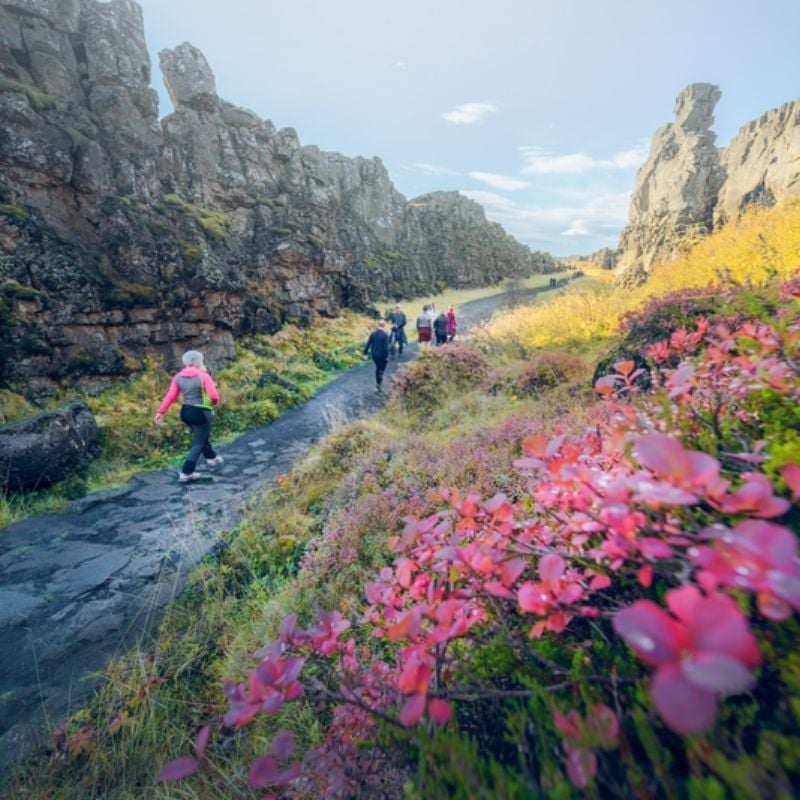 Walking path through the Almannagjá rift at Þingvellir National Park with red autumn plants in front