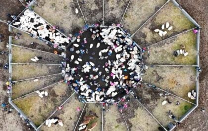 Aerial view of an Iceland sheep round up, sheep and people filling the central almenningur with sorting pens radiating out